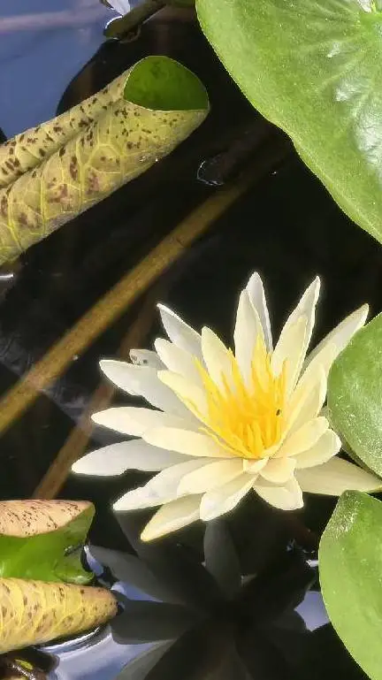 ai character: liamhua background