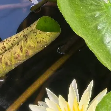 chat with ai character: liamhua