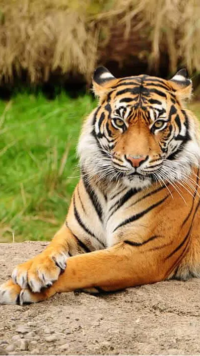 ai character: Shere Khan  background