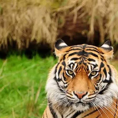 chat with ai character: Shere Khan 