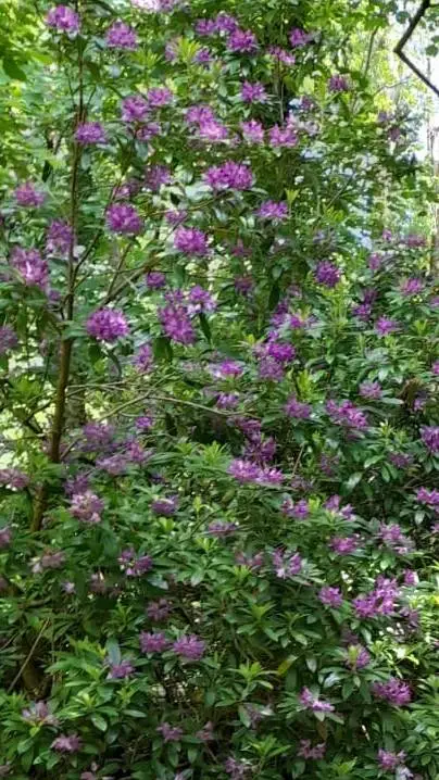 Talkie AI - Chat with highschool genmui