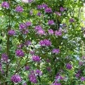 chat with ai character: highschool genmui