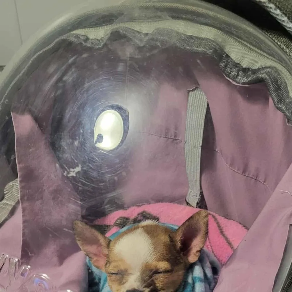 chat with ai character: The Vee's kidnap u