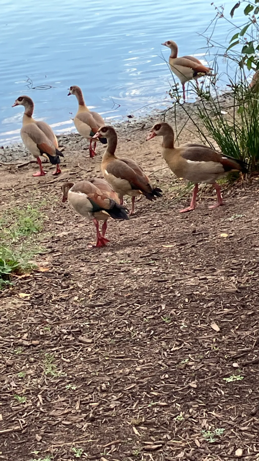 ai character: Class bish background