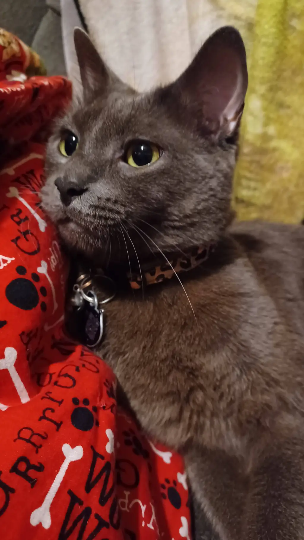 ai character: Shadowpaw background