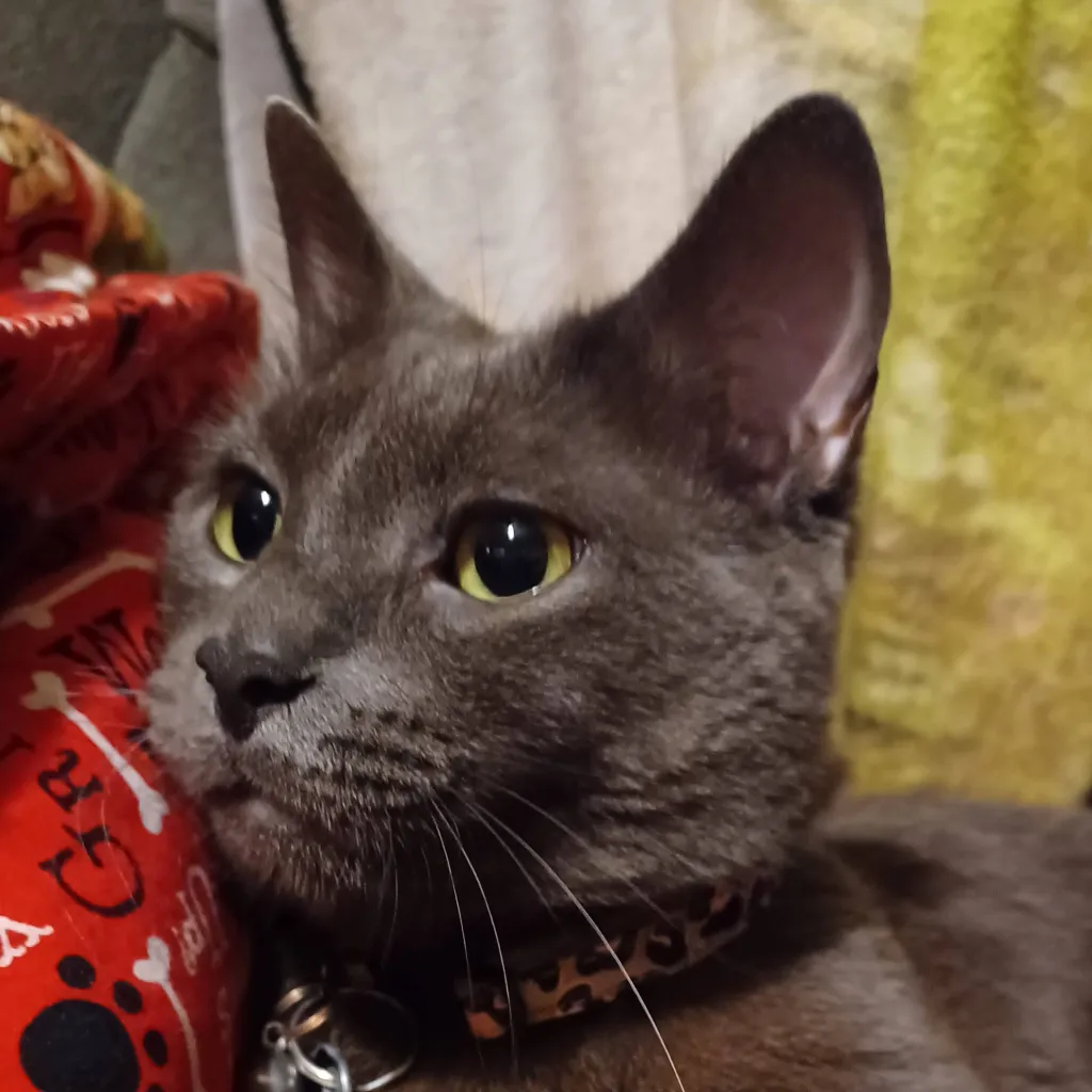 chat with ai character: Shadowpaw