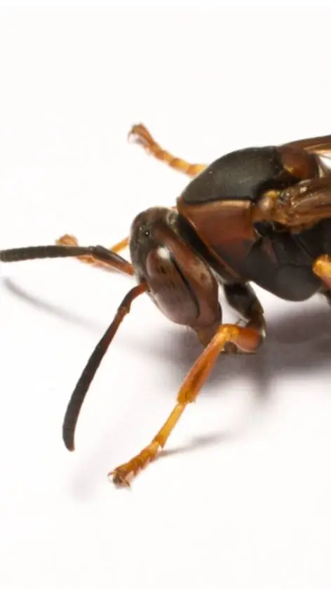 ai character: Wasp background
