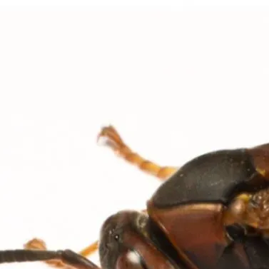 chat with ai character: Wasp