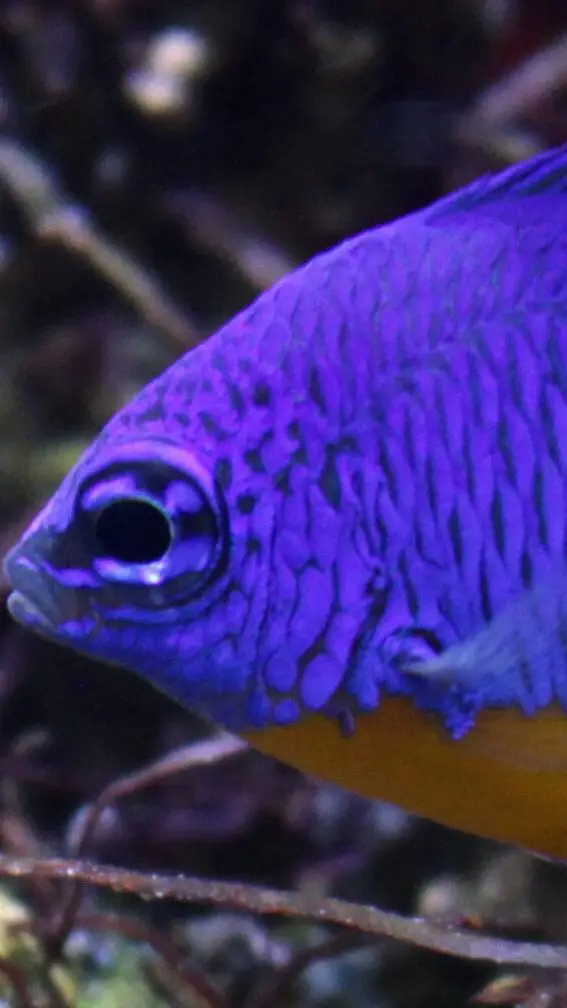 ai character: Damselfish background