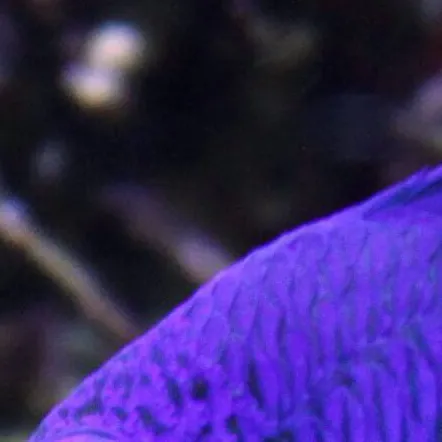 chat with ai character: Damselfish