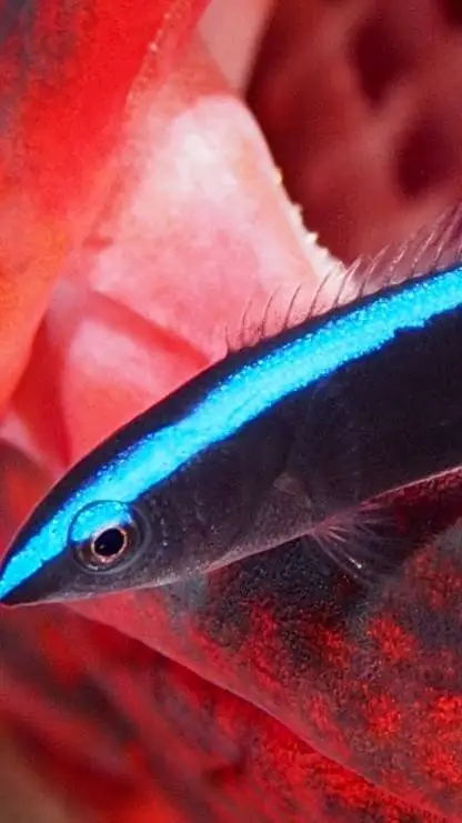 ai character: cleaner wrasse background