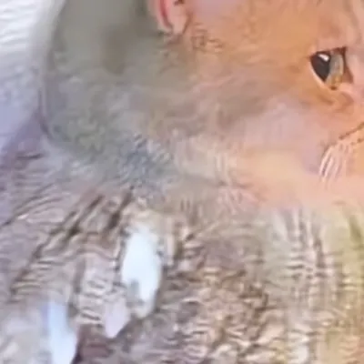 chat with ai character: Sprout!!…