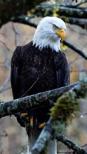 ai character: Eagle 🦅 background