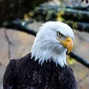 chat with ai character: Eagle 🦅
