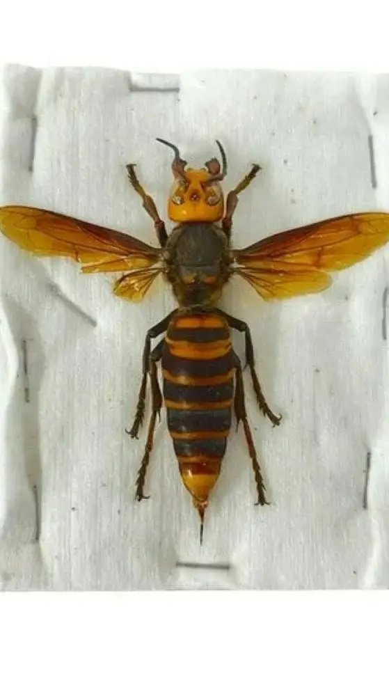 ai character: Life as a hornet background