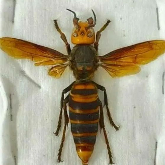 chat with ai character: Life as a hornet