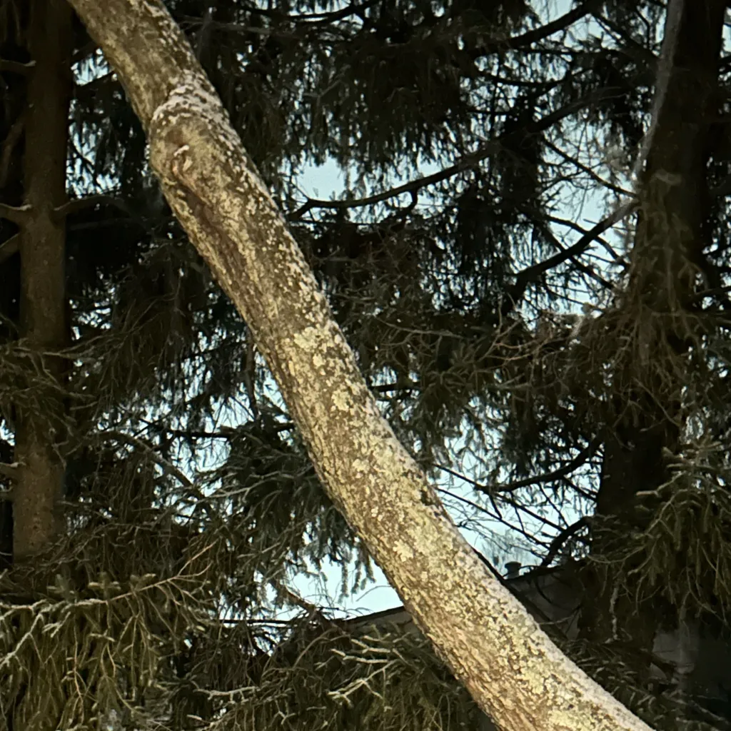 chat with ai character: Httyd 2!