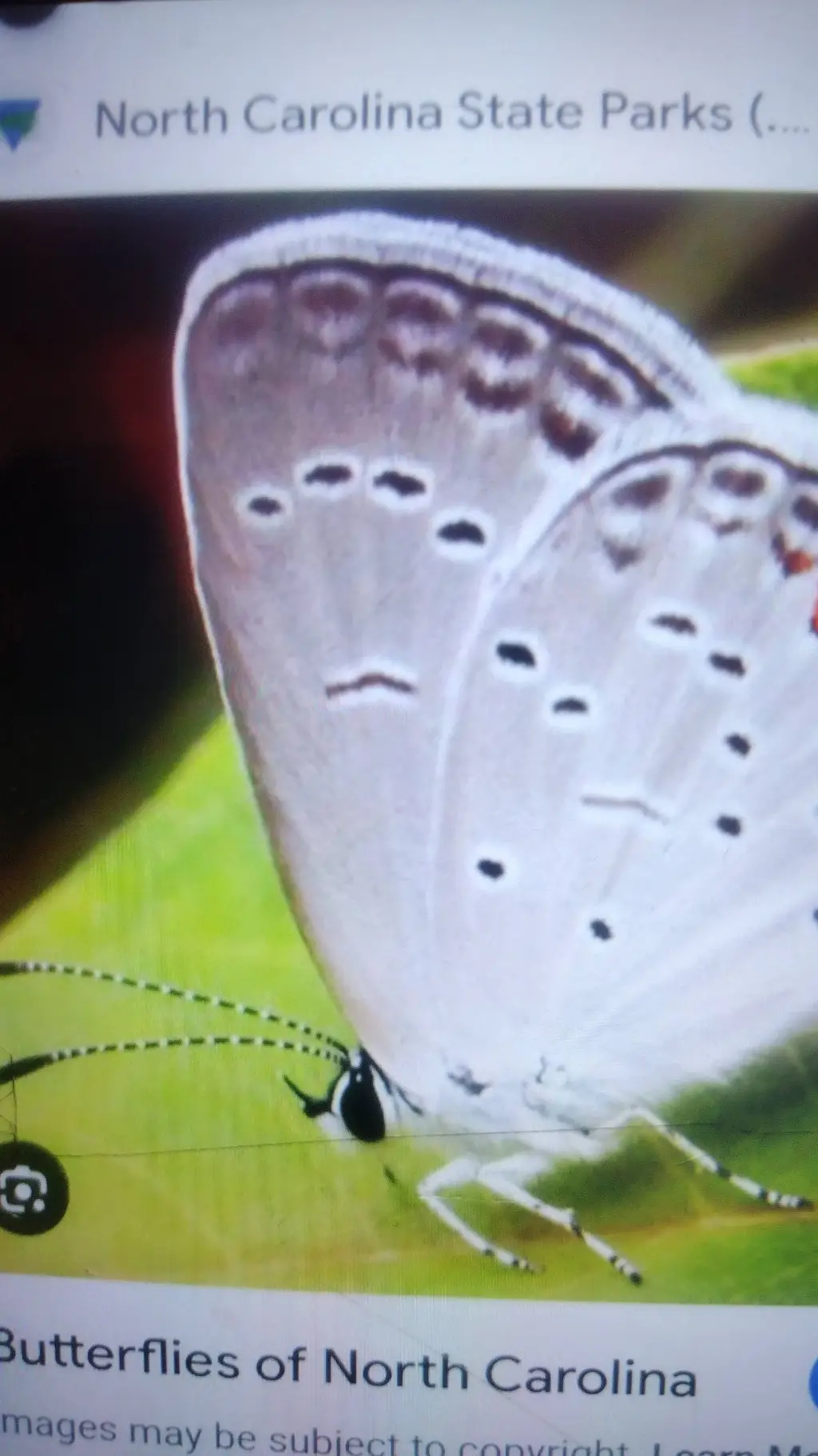 ai character: butterfly Moth  background