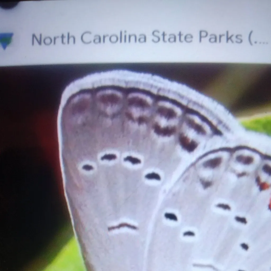 chat with ai character: butterfly Moth 