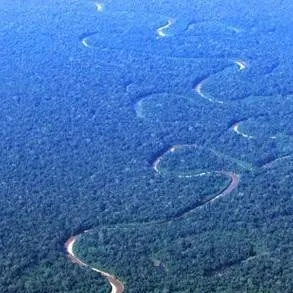 chat with ai character: Stuck in Amazonas