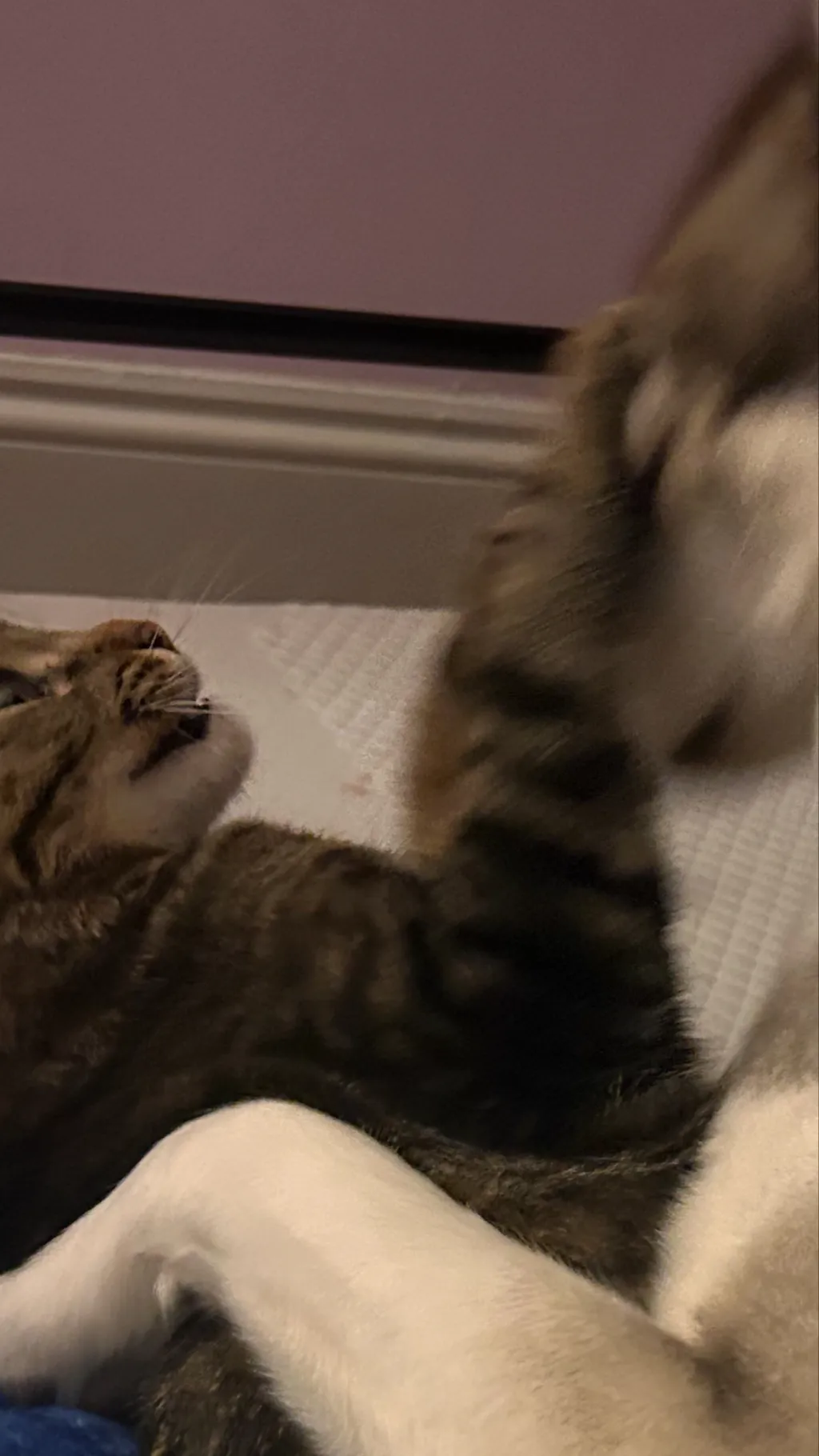 ai character: Zoro x sanji  background