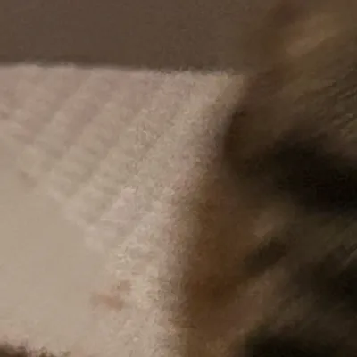 chat with ai character: Zoro x sanji 