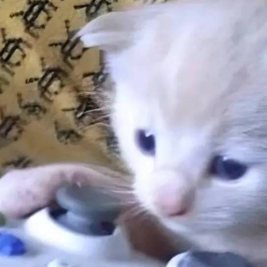 chat with ai character: meow