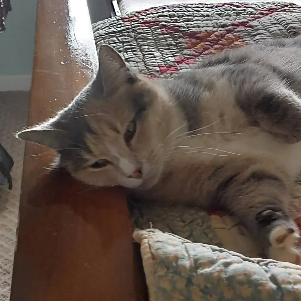 chat with ai character: BUNK'D