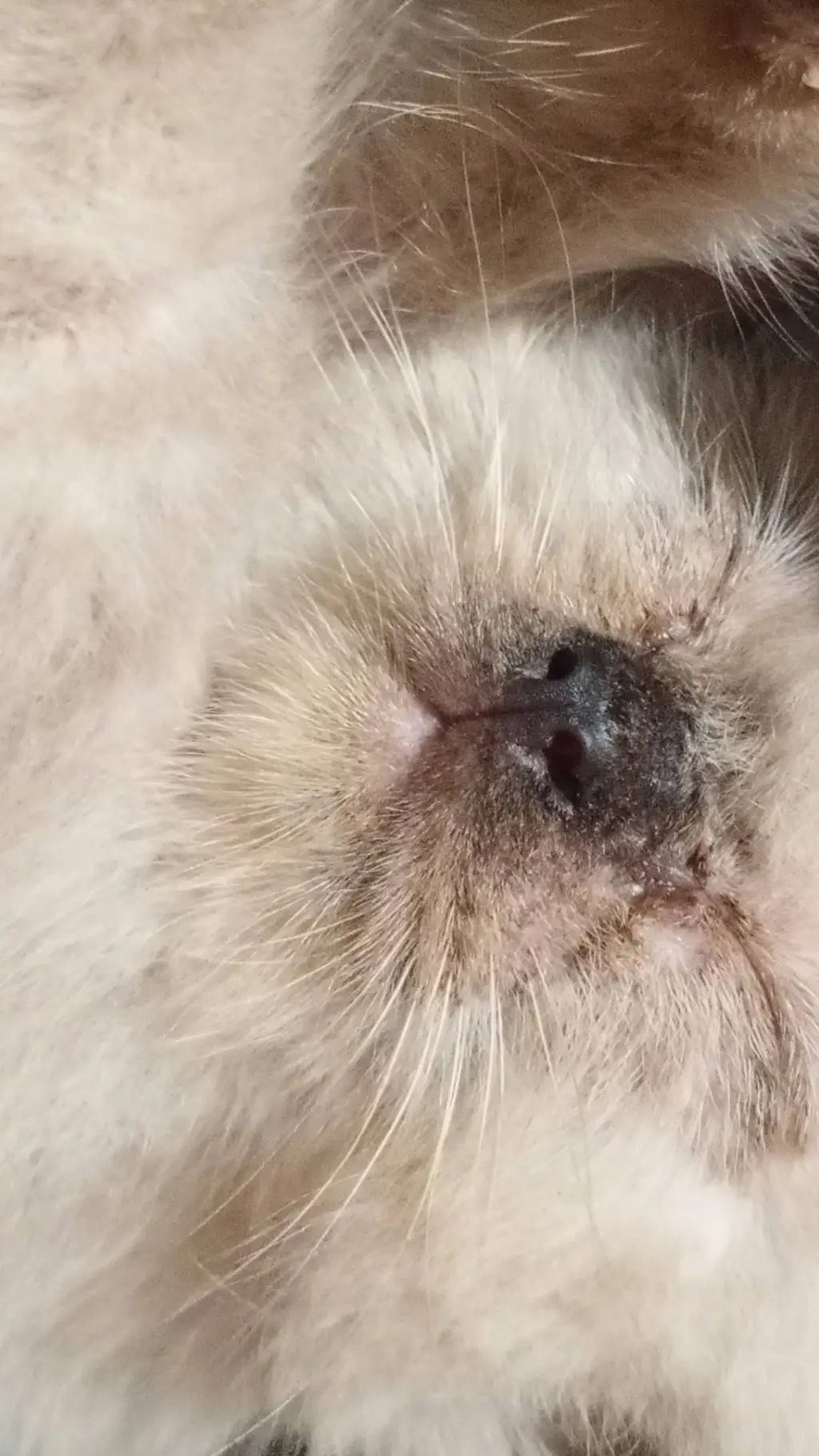 ai character: My kitTYTYYYY background