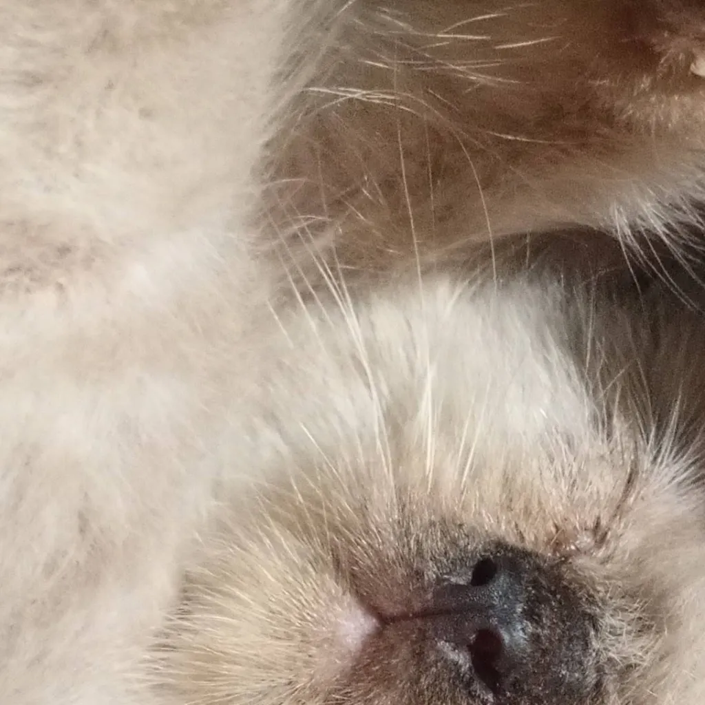 chat with ai character: My kitTYTYYYY