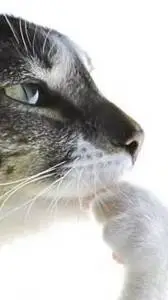 ai character: kitty confessions background