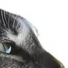 chat with ai character: kitty confessions