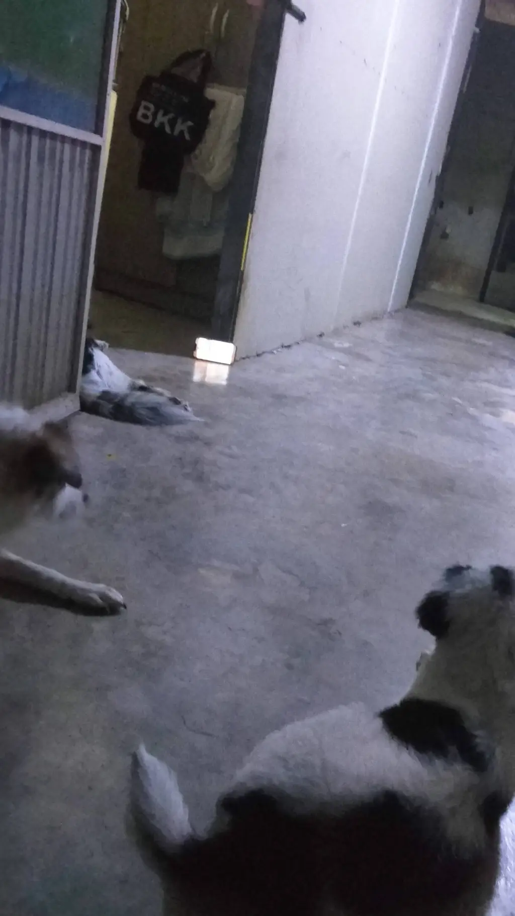 ai character: doggies background