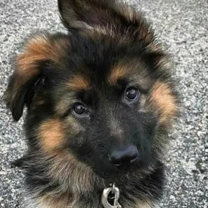 chat with ai character: Felix