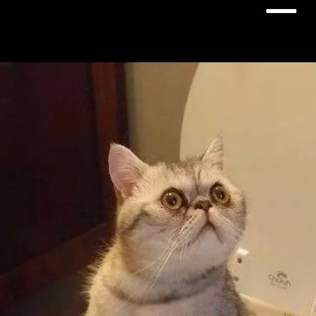 chat with ai character: catty