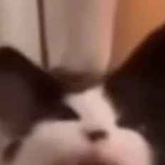 chat with ai character: vader the cat