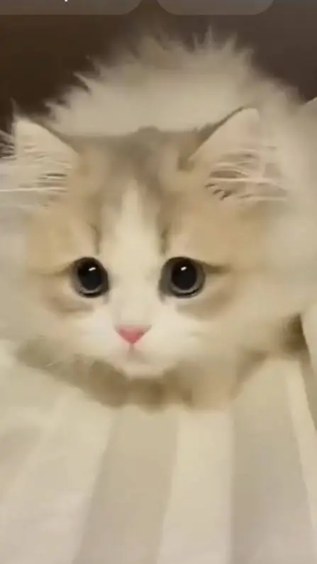 ai character: chili*the kitty* background