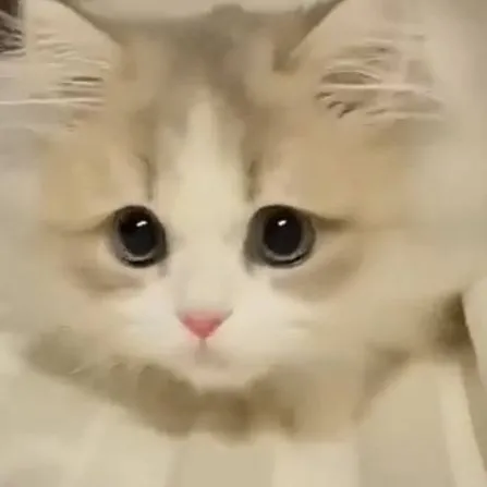 chat with ai character: chili*the kitty*