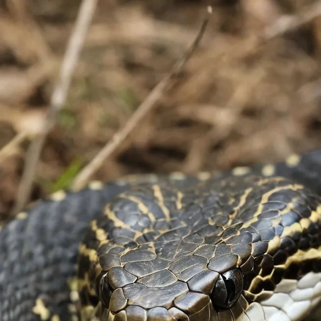 chat with ai character: snake