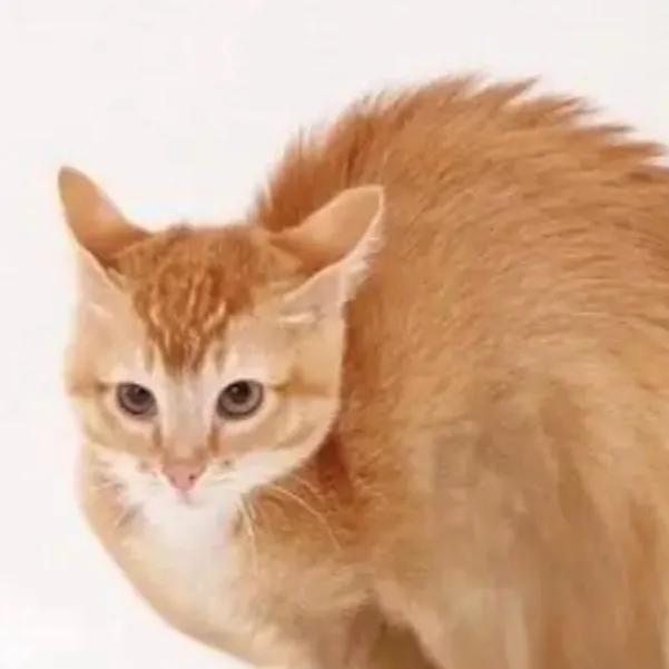 chat with ai character: Chicken cat. 