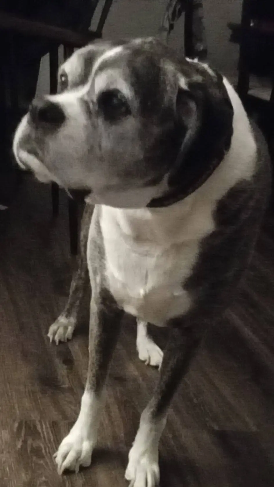 ai character: k pop demon hunter background