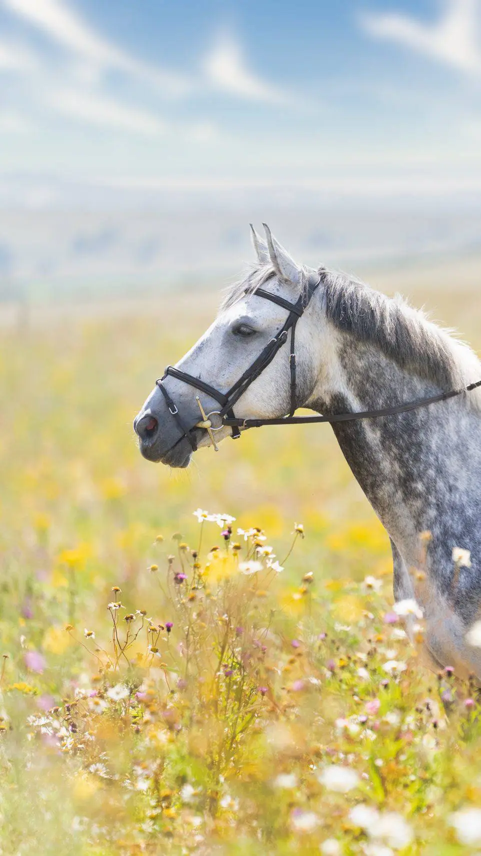 ai character: Joey background