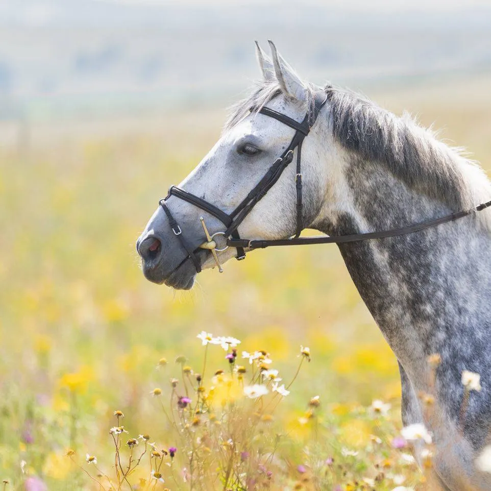 chat with ai character: Joey