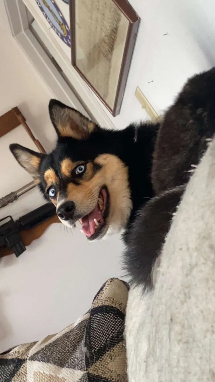 ai character: Your dog background