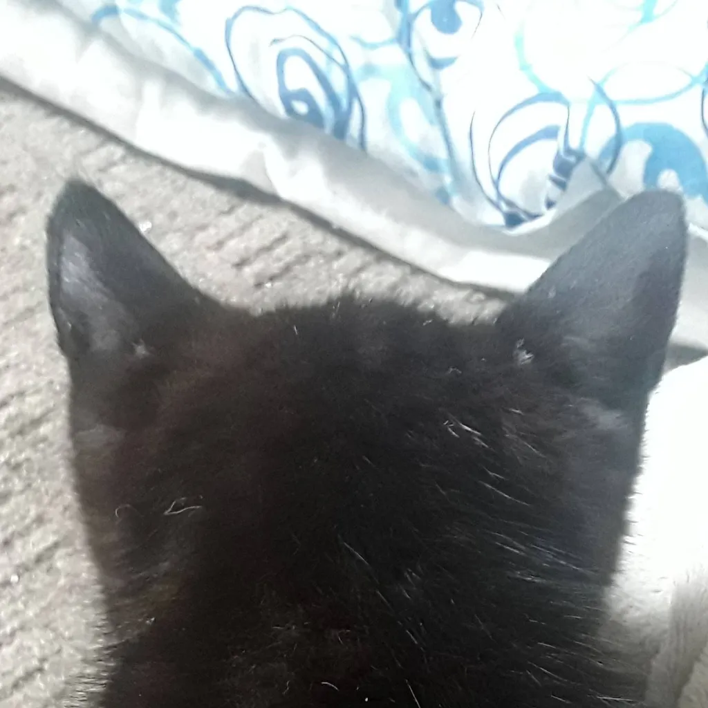 chat with ai character: Marmite