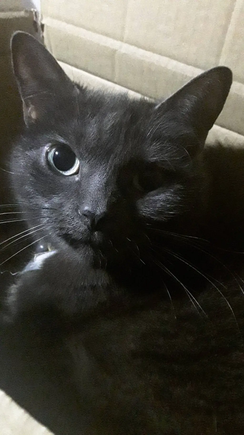 Talkie AI - Chat with Purrmioney 