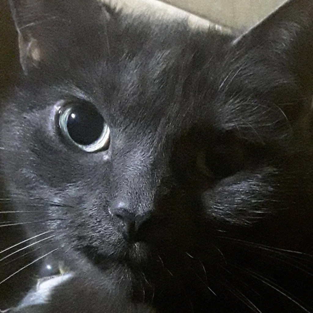 chat with ai character: Purrmioney 