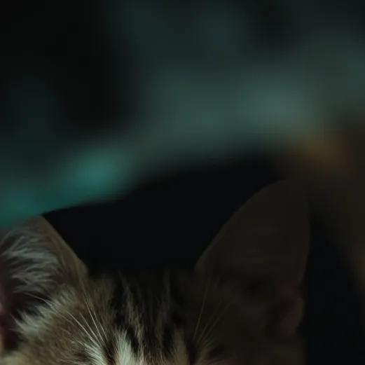 chat with ai character: nameless kittens