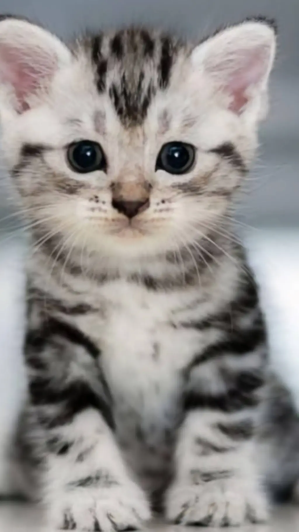 ai character: Kittens? background
