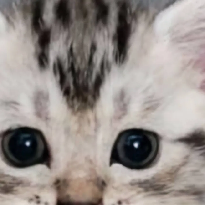 chat with ai character: Kittens?